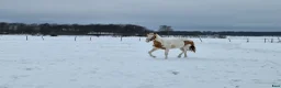 Dressyr hästar till salu: Blick fångare - Annons 4