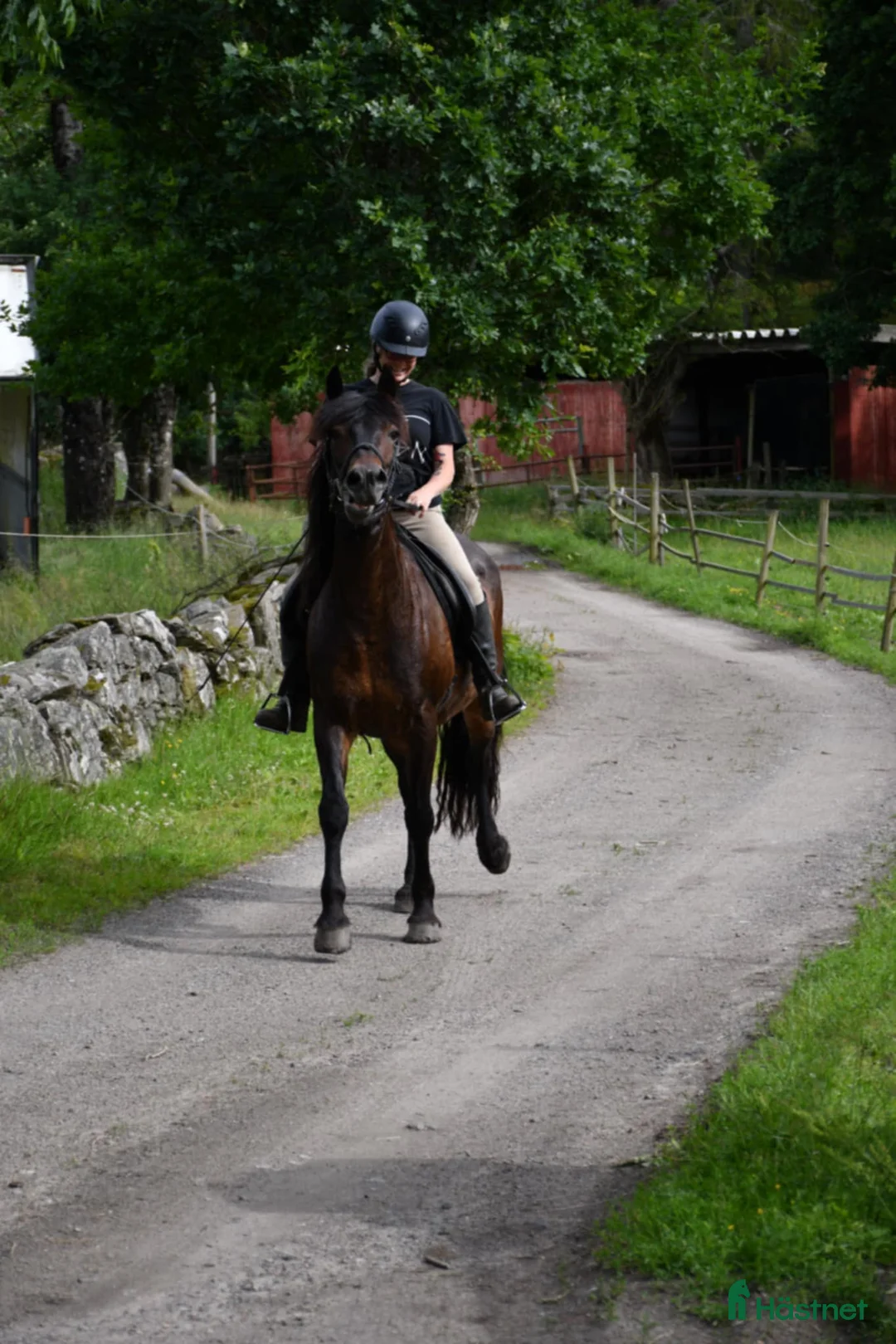  medryttarhäst finnes: Mycket pigg kallblodstös söker medryttare  i Mölnlycke - Annons 2
