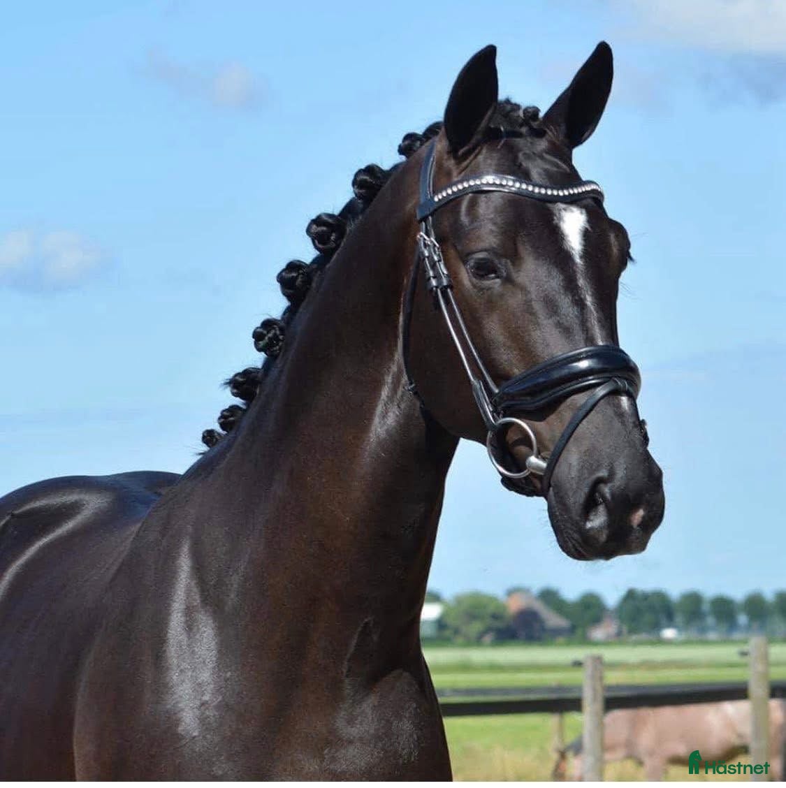  hästar Lovande dressyrhäst som älskar att tävla i Rosersberg - Annons 10