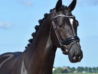 hästar Lovande dressyrhäst som älskar att tävla i Rosersberg - Annons 2