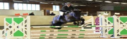 Hoppning hästar till salu: Välutbildad D-ponny med hjärta och kapacitet - Annons 3