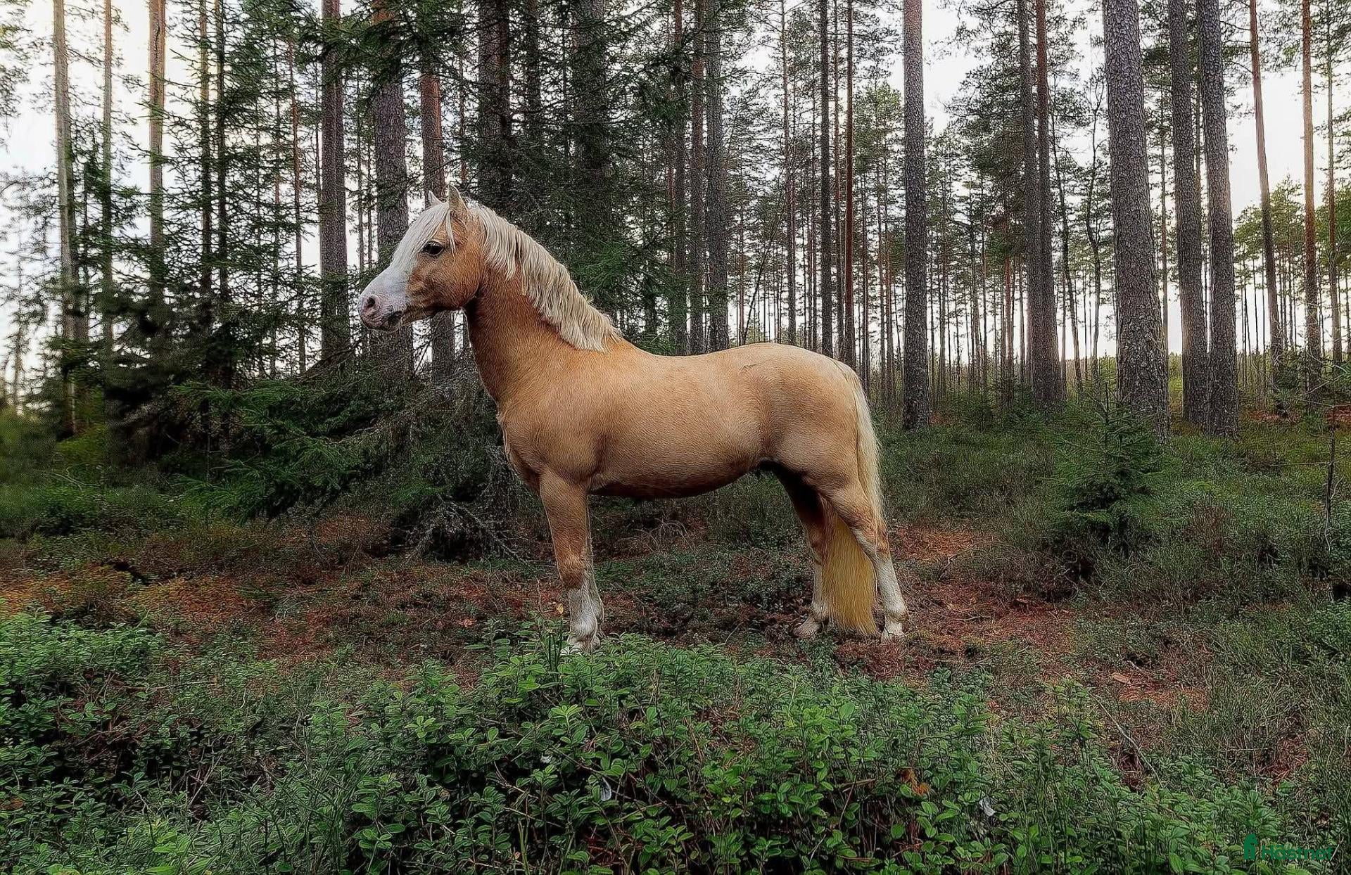  hästar Trygg läromästare söker nu liten ryttare - Annons 6