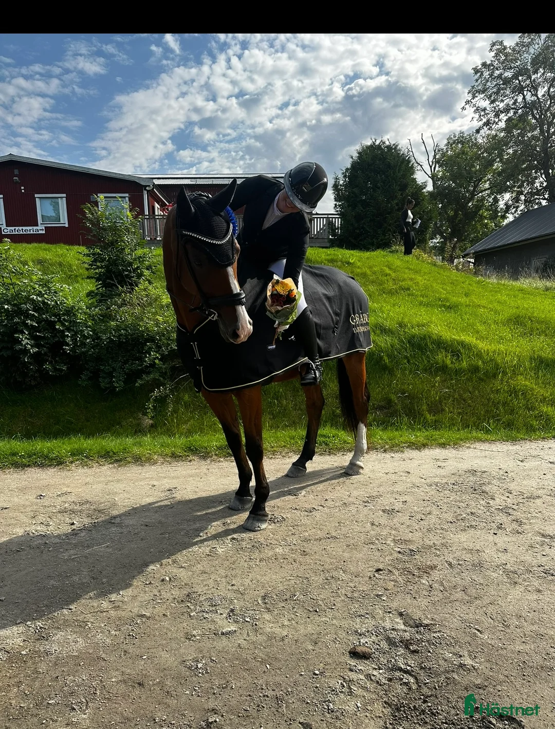 Dressyr hästar till salu: Reserverad! Snäll och okomplicerad läromästare - Annons 6