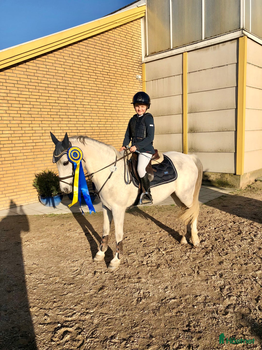 Hoppning hästar till salu: Kvalitetsponny  i Vellinge - Annons 1