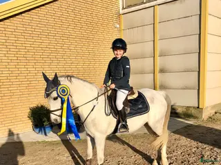 hästar Kvalitetsponny i Vellinge - Annons 8