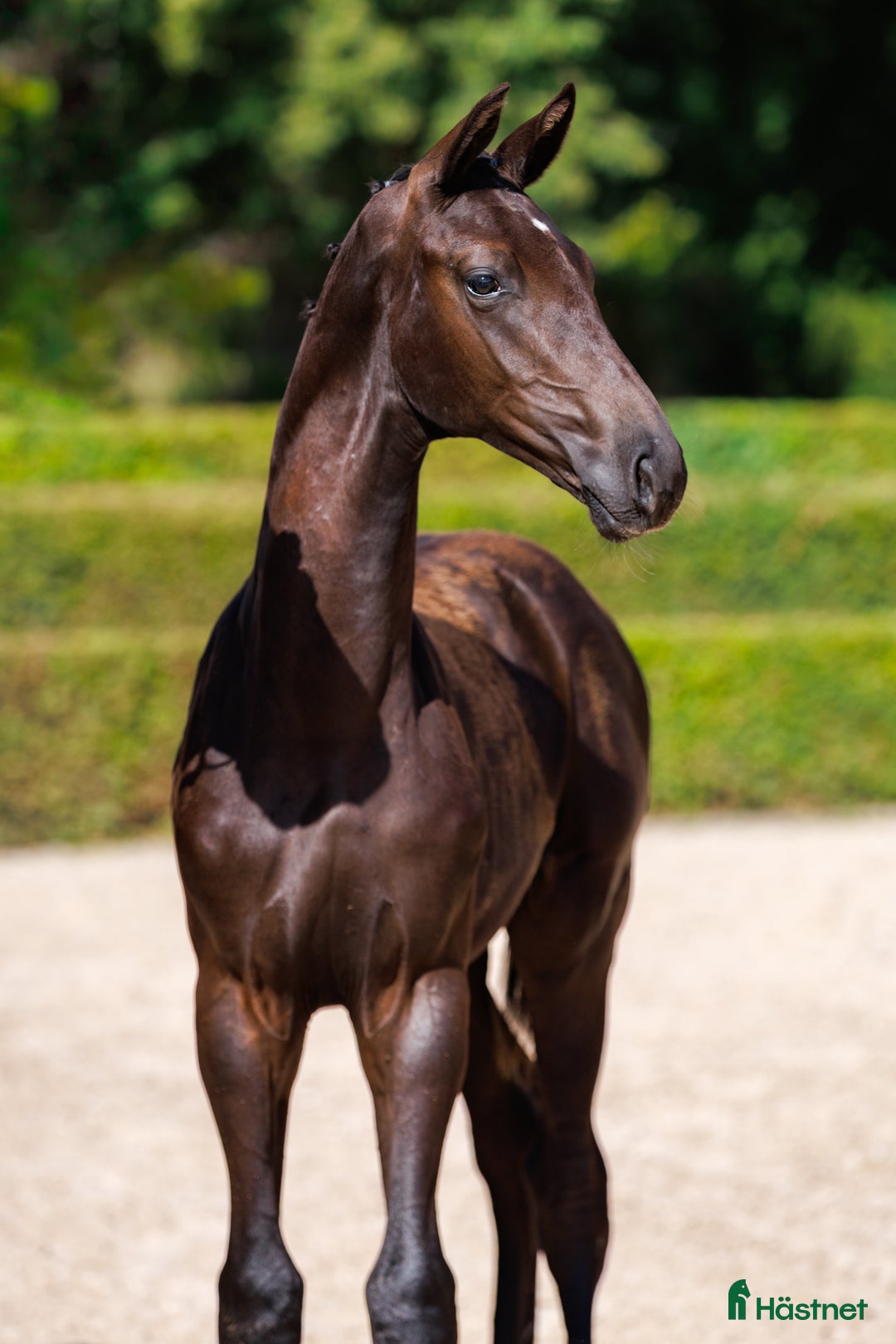 Dressyr hästar till salu: King Erik - PREMIEFÖL OBS prissänkt  i Sölvesborg - Annons 4
