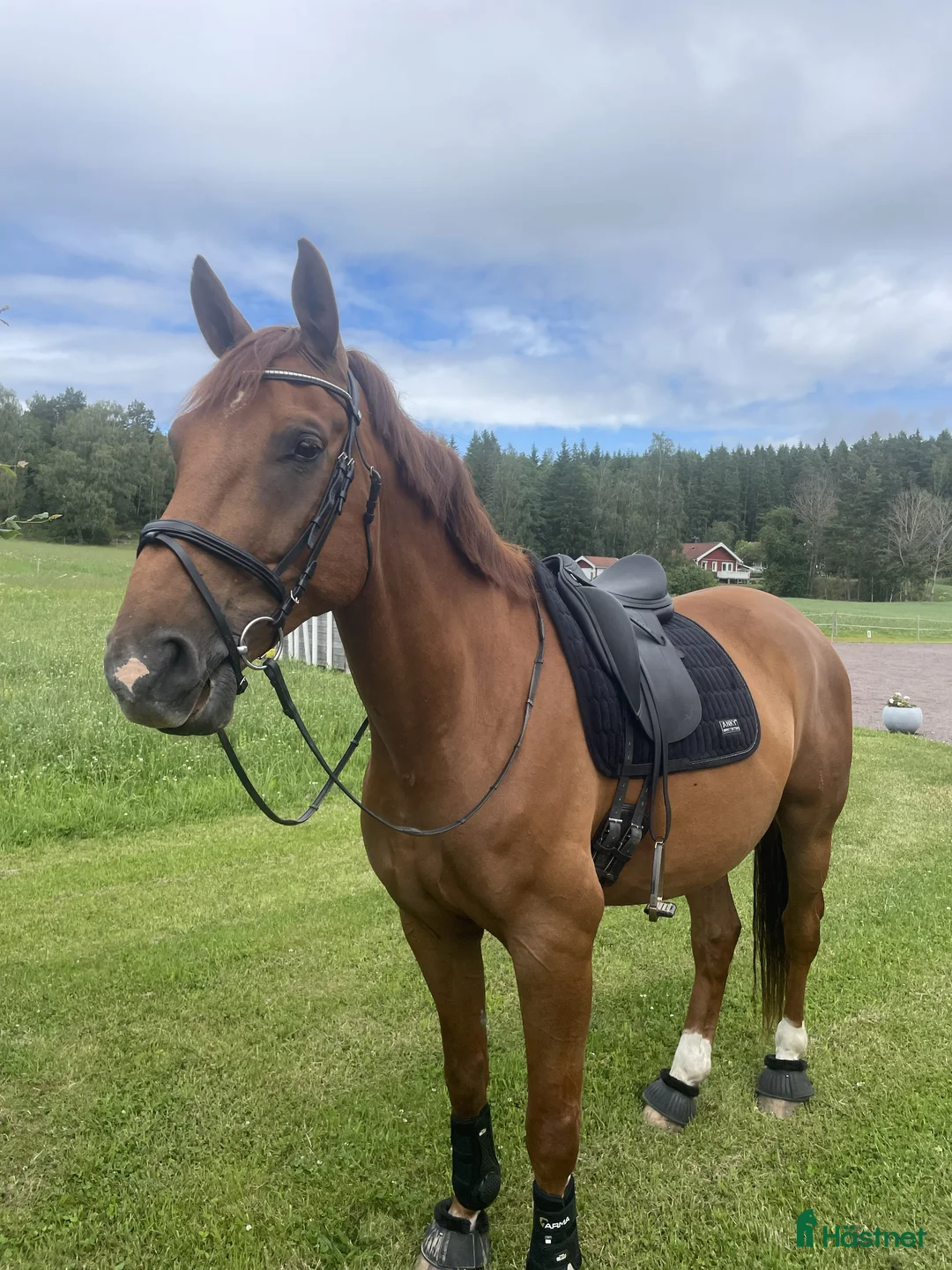 Hoppning hästar till salu: 10-årig SWB-valack med bra psyke och hoppintresse i Gränna - Annons 1