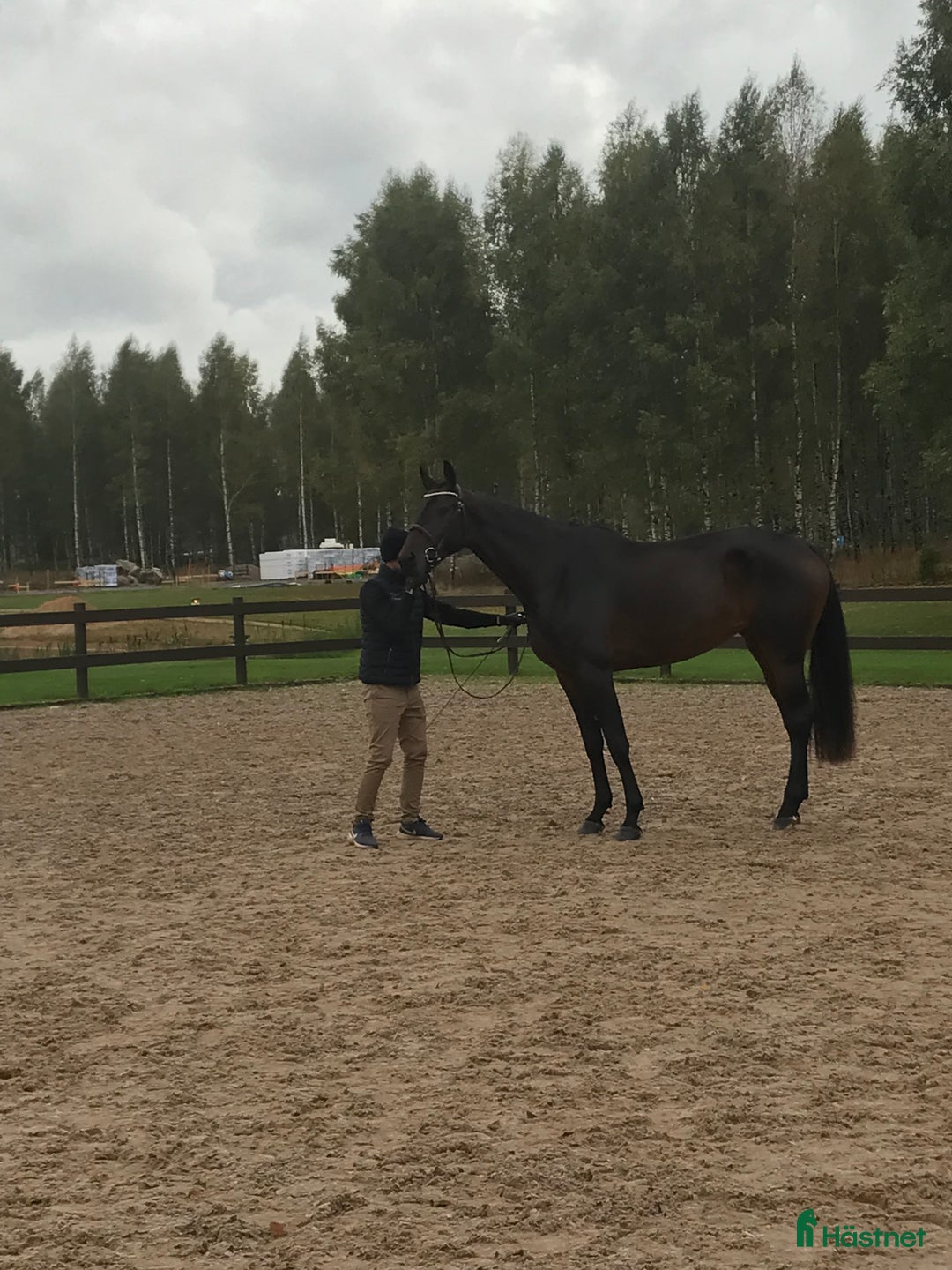 Hoppning hästar till salu: 6år sto med toppstam i Asarum - Annons 2