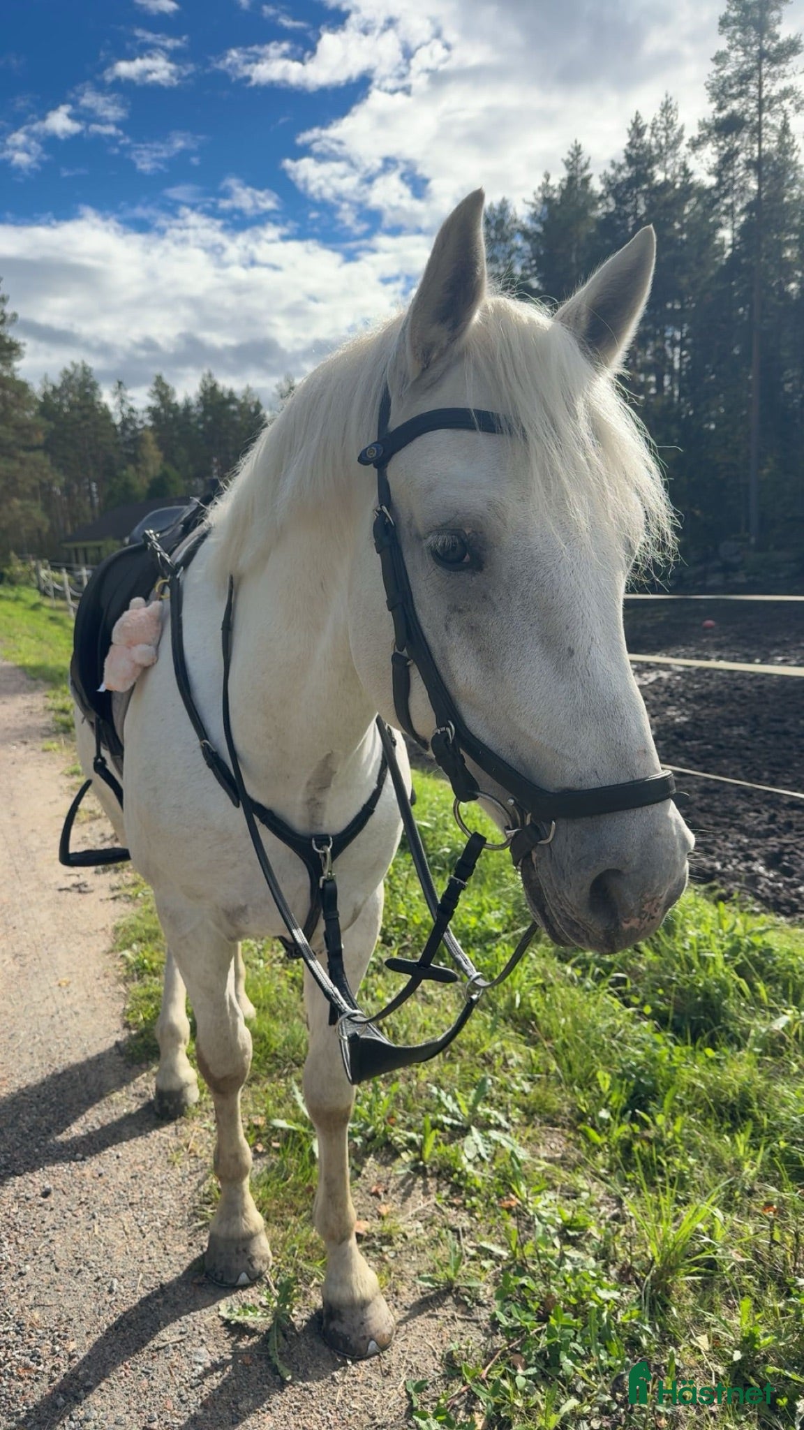  hästar Tävlingskompis & bästavän! - Annons 2