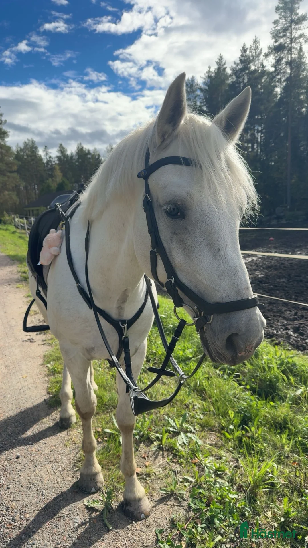 Allround hästar till salu: Tävlingskompis & bästavän! - Annons 2