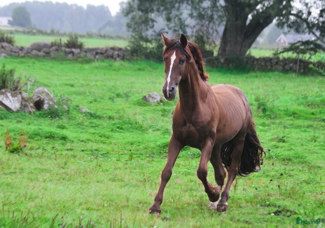  avel finnes: PRE-hingst till avel i Blidsberg - Annons 4