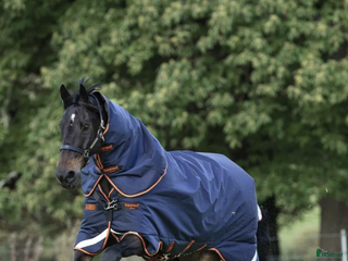 Täcken hästutrustning till salu: Rambo Supreme 50g i Norrtälje - Annons 5