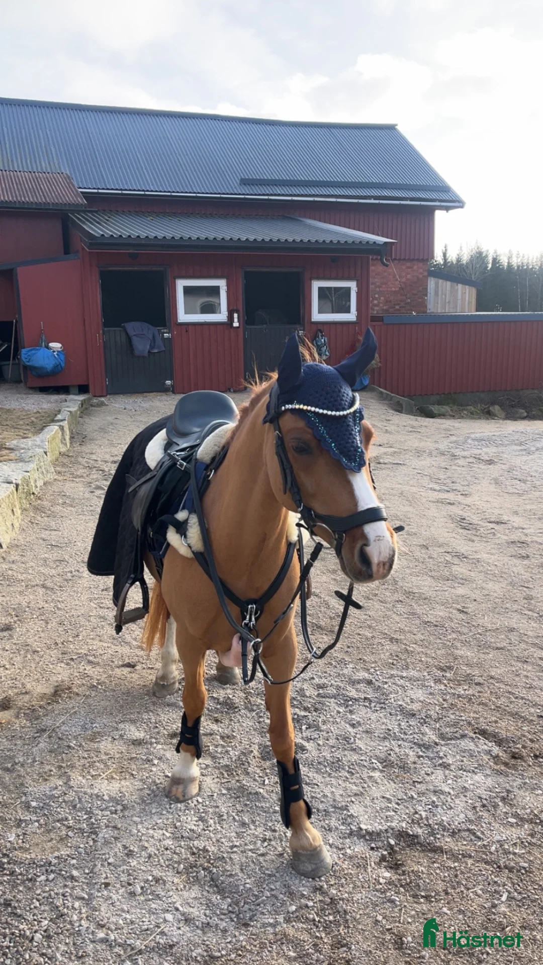 Allround hästar till salu: 🩷 Lille My – allsidig Welsh-ponni i Ise - Annons 5