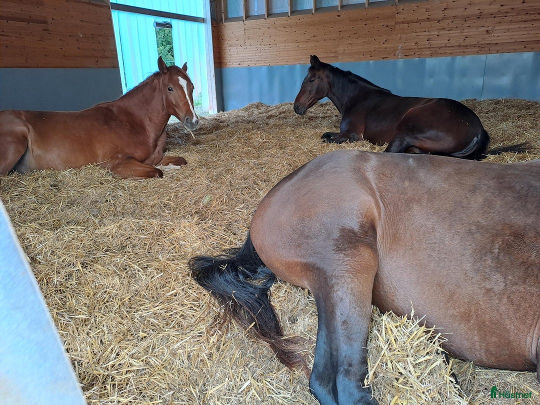  stallplats finnes: Boxplatser och lösdriftplatser lediga i Bro - Annons 18