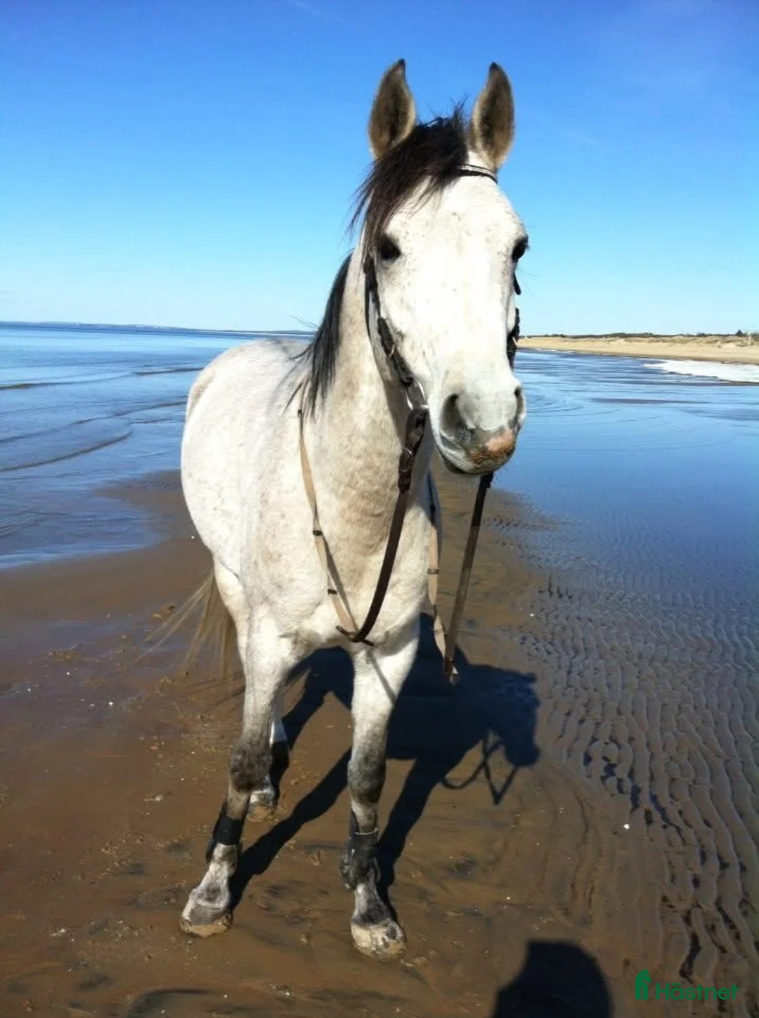Allround hästar till salu: Hästen med ett hjärta av guld - Annons 2