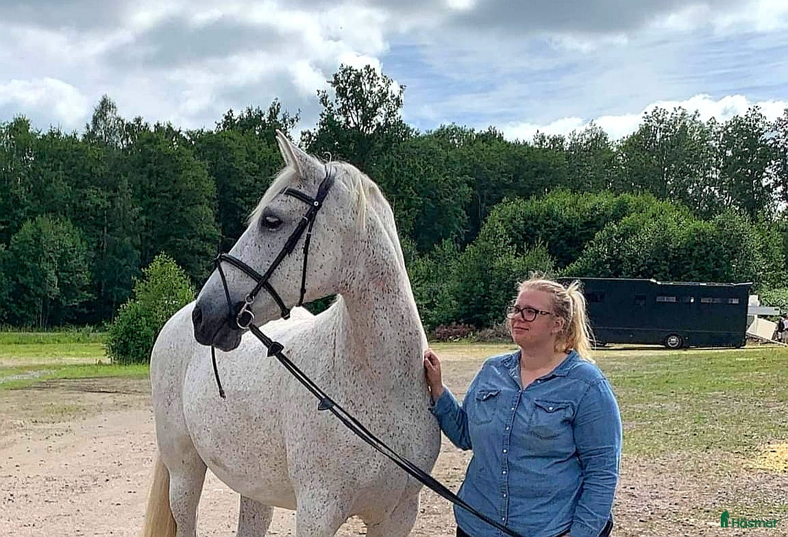  medryttarhäst finnes: Spanska drömhästar söker medryttare i Skövde - Annons 15