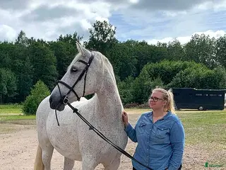 medryttarhäst finnes: Spanska drömhästar söker medryttare i Skövde - Annons 15
