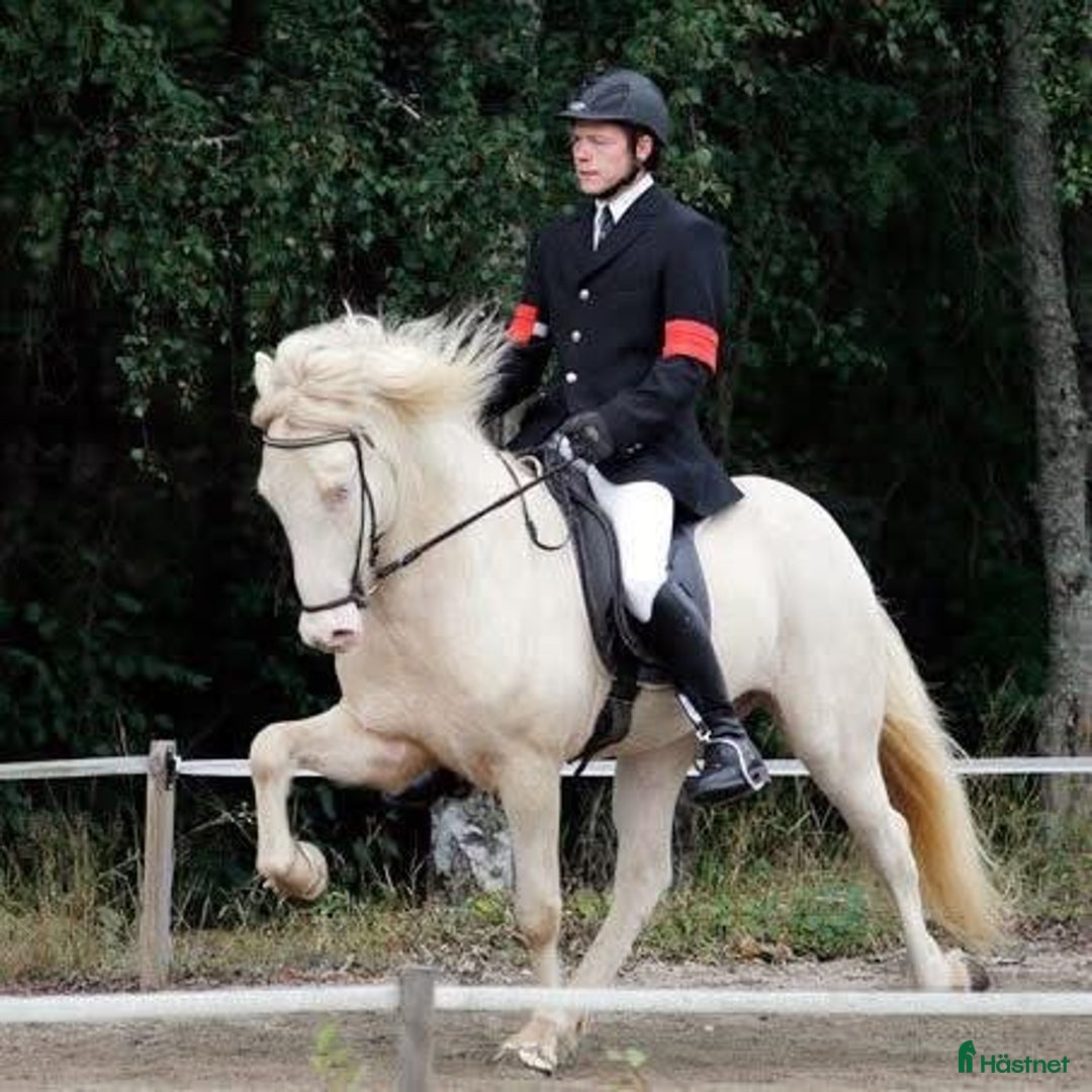 Island hästar till salu: Prissänkt!! Valkyria, E: Toppur - Annons 5