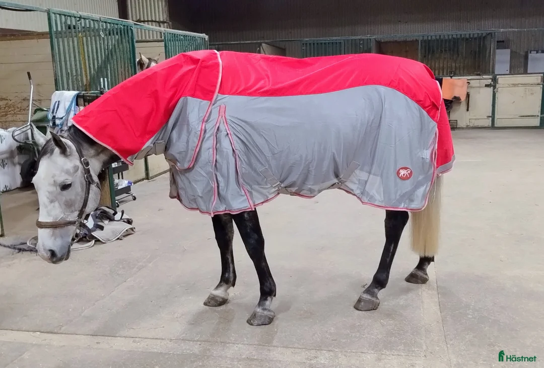 Täcken hästutrustning till salu: Regnflugtäcken för breda hästar  - Annons 2
