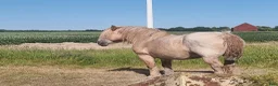 Körning hästar till salu: Wilma söker aktiv kusk med stark flock - Annons 4