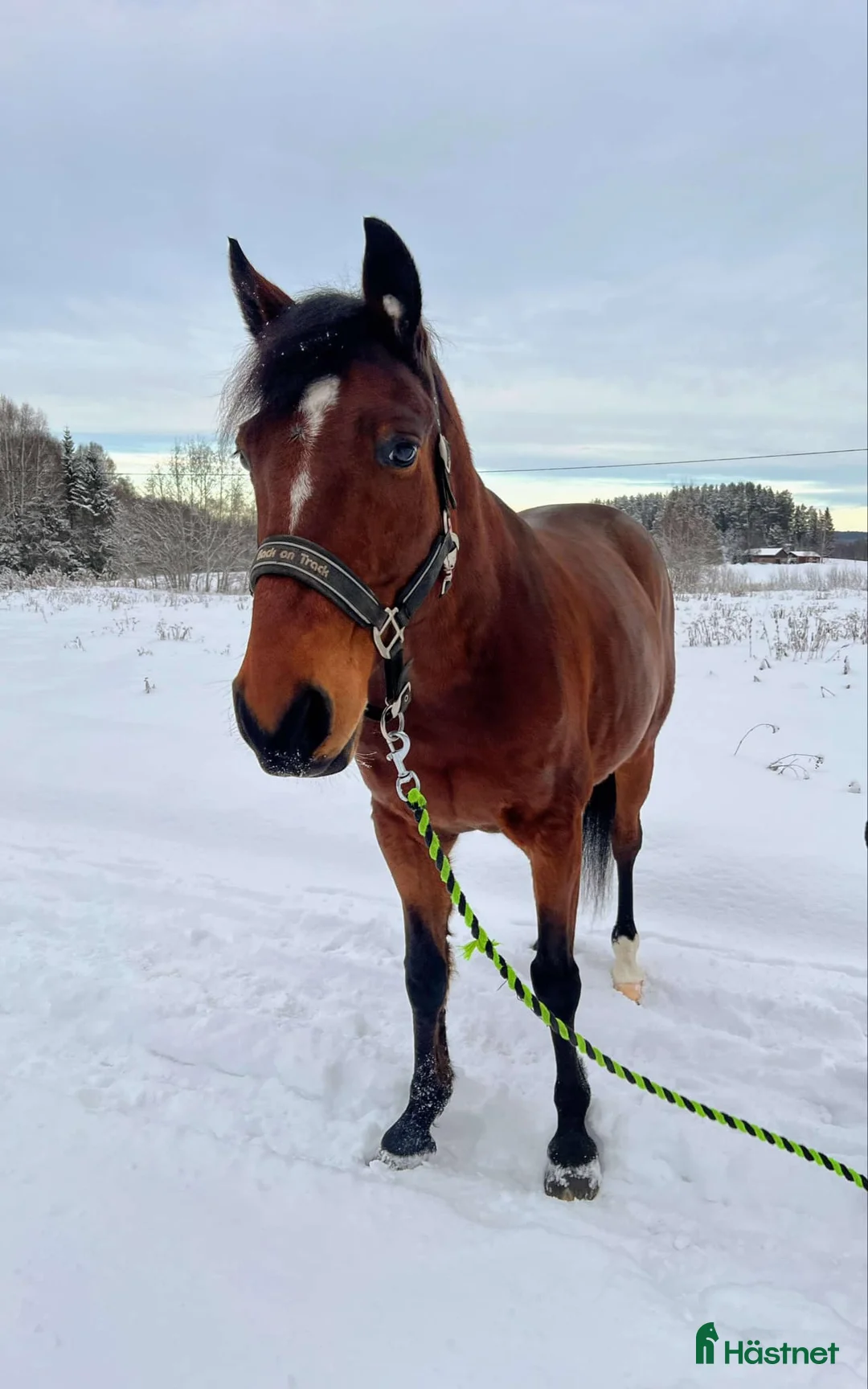 Allround hästar till salu: Charmig kille söker  en  fodervärd/halvfodervärd - Annons 3
