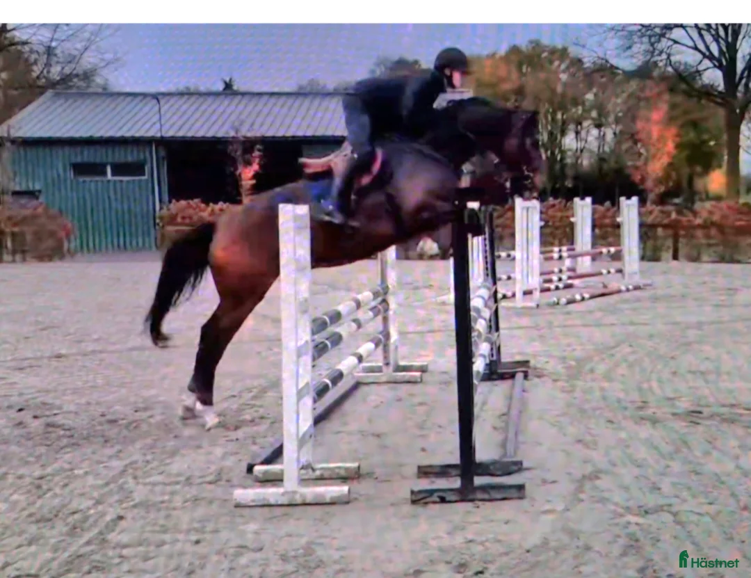 Allround hästar till salu: Sportigt stabilt sto ev byte i Dösjebro - Annons 2