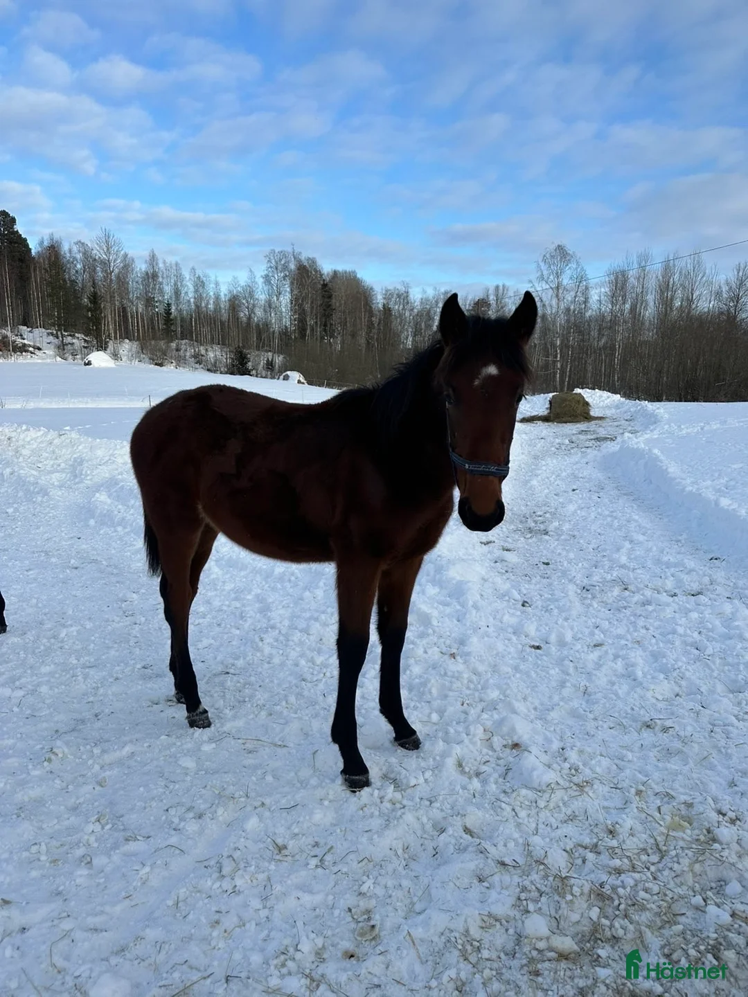 Trav hästar till salu: Fin ettåring i Gästrike-Hammarby - Annons 1