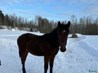 hästar Fin ettåring i Gästrike-Hammarby - Annons 1