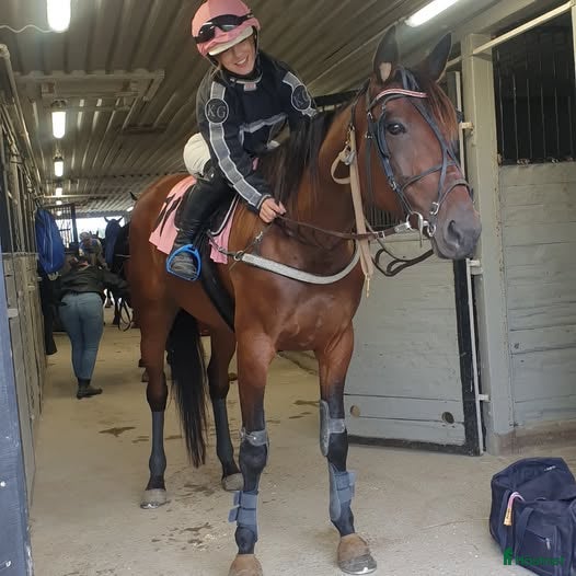  hästar Sto söker ny  bästis - Annons 3