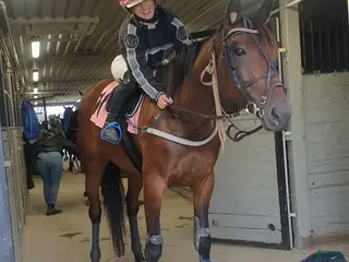 hästar Sto söker ny bästis - Annons 3