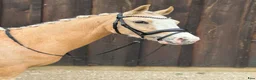 Dressyr hästar till salu: Upcoming kat. 2 pony sælges  - Annons 4