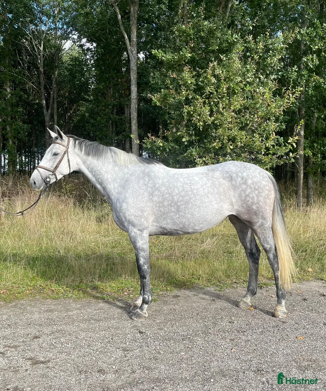 Hoppning hästar till salu: Trevligt sto  - Annons 1