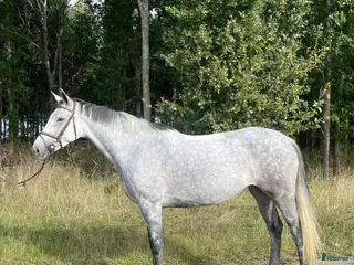 hästar Trevligt sto - Annons 1