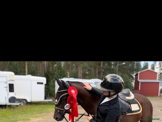 Schabrak & Vojlockar hästutrustning till salu: Equiline set till salu! i Vindeln - Annons 1