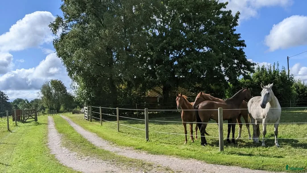  stallplats finnes: 1 ledig plats på underbar lösdrift  i Hörby - Annons 12