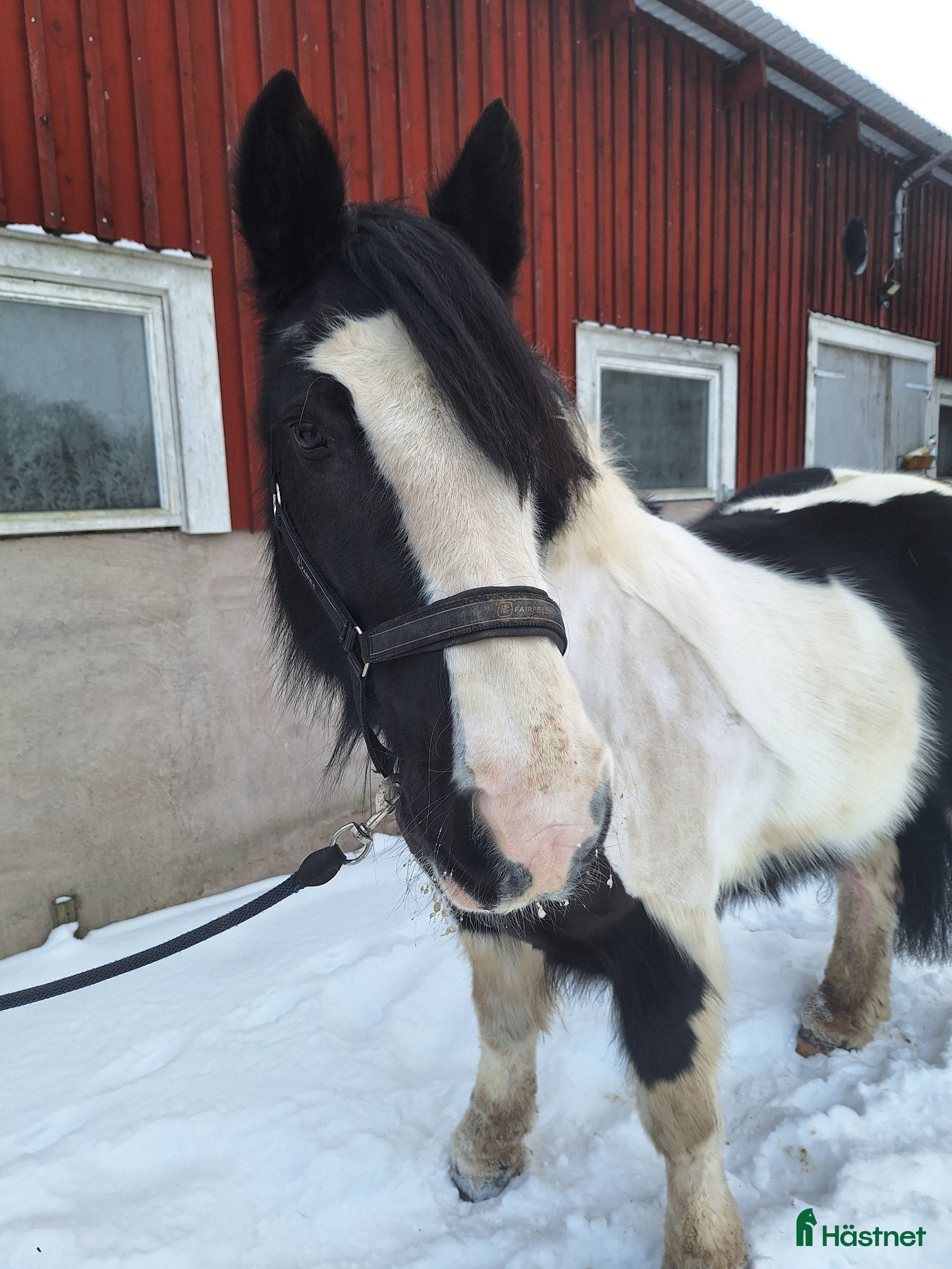 hästar *Reserverad* Underbar mor och dotter häst  - Annons 15