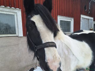 hästar Underbar mor och dotter häst i Nybro - Annons 16