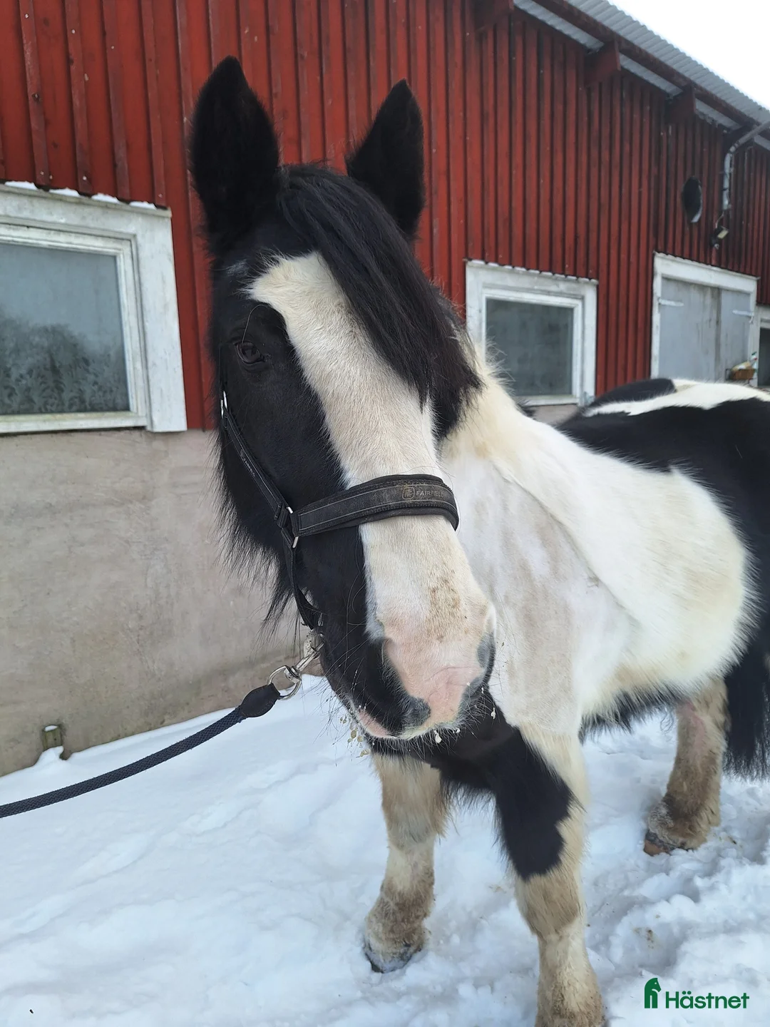 Allround hästar till salu: *Reserverad* Underbar mor och dotter häst  - Annons 1