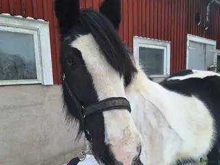 hästar *Reserverad* Underbar mor och dotter häst - Annons 15