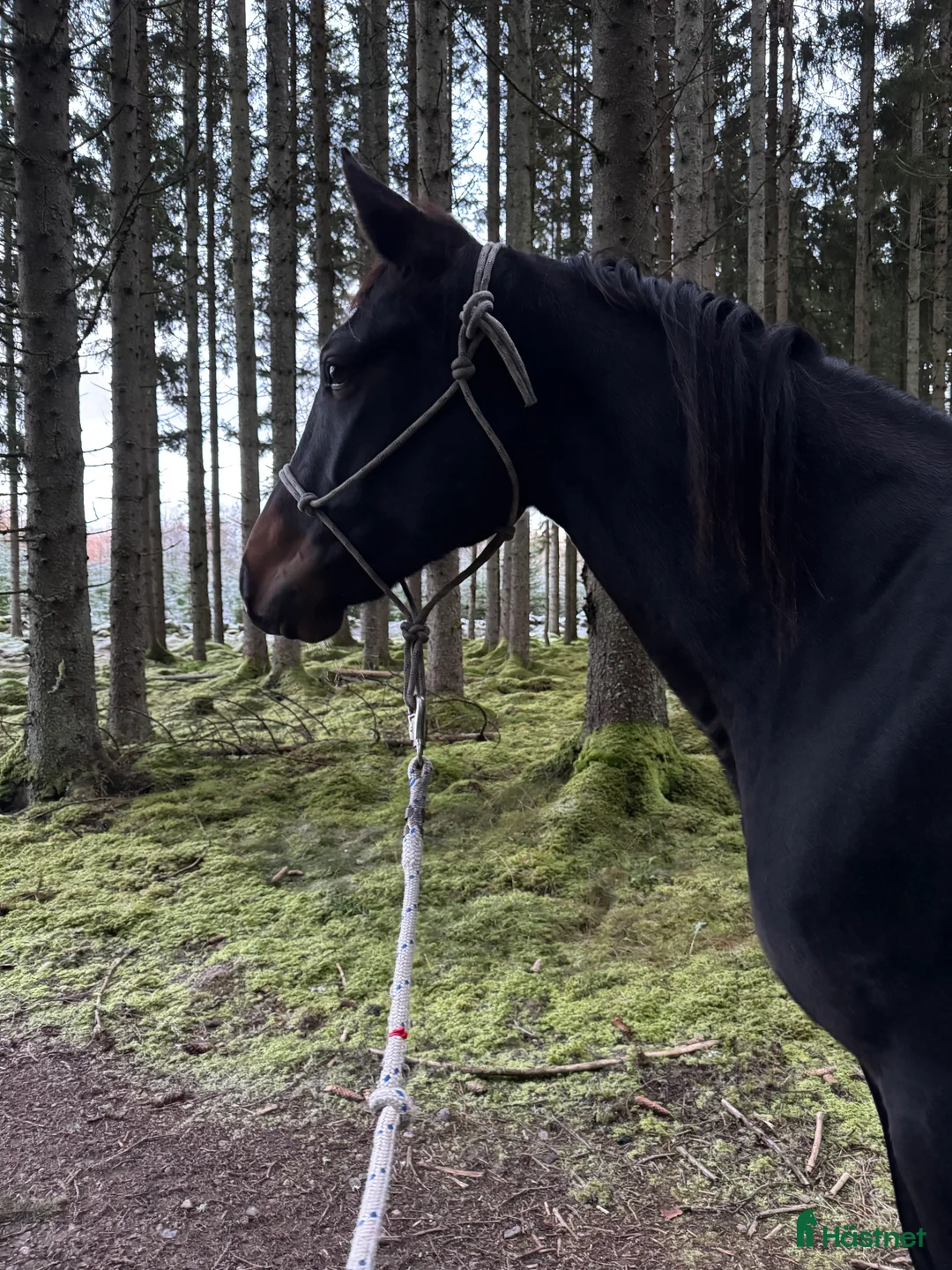Allround hästar till salu: Nätt och feminint sto - Annons 2