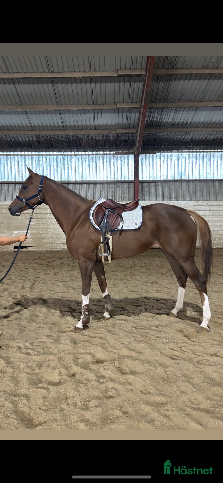  hästar Blivande fälttävlansstjärna  - Annons 2