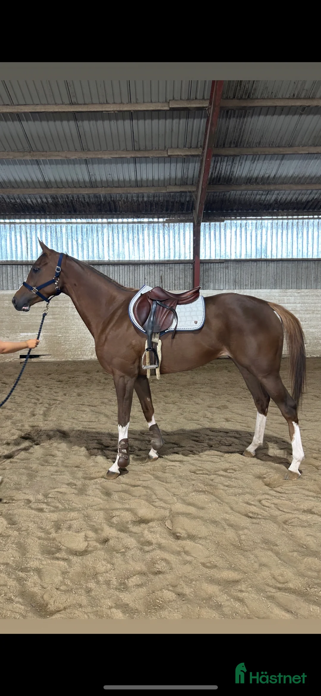 Fälttävlan hästar till salu: Blivande fälttävlansstjärna  - Annons 1