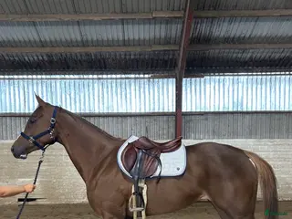 hästar Blivande fälttävlansstjärna - Annons 2