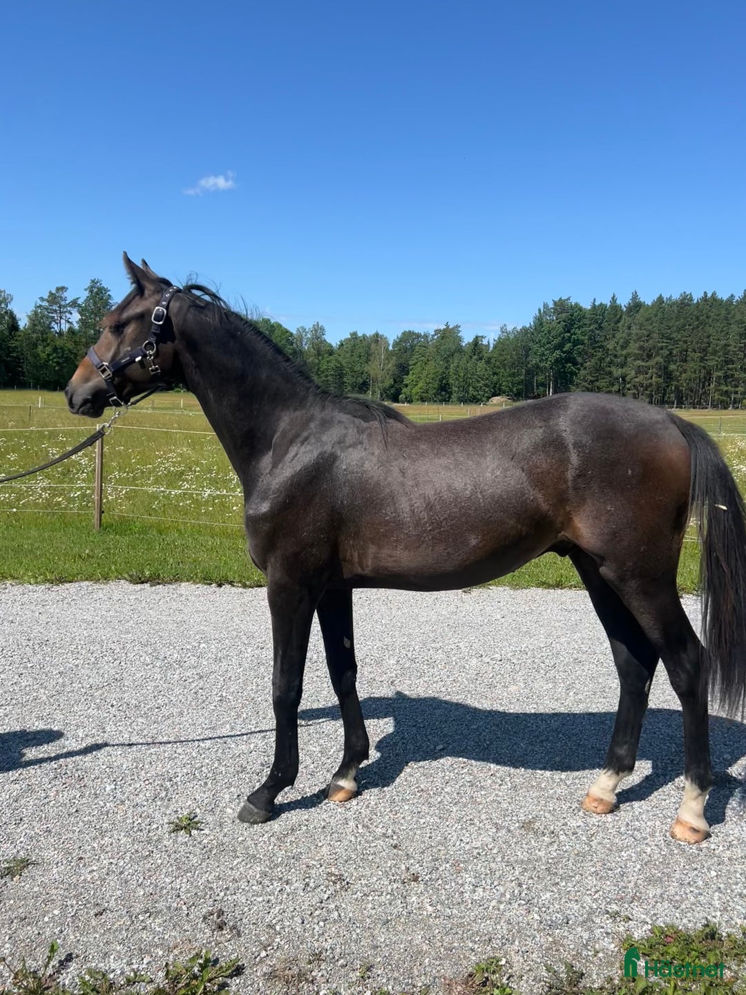 Hoppning hästar till salu: Superfin åring  i Stallarholmen - Bild 4