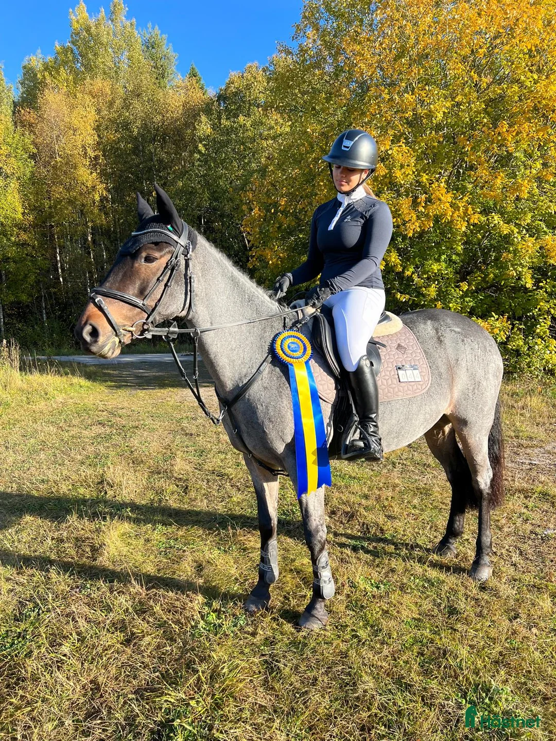 Hoppning hästar till salu: Världens snällaste C-Ponny - Annons 1