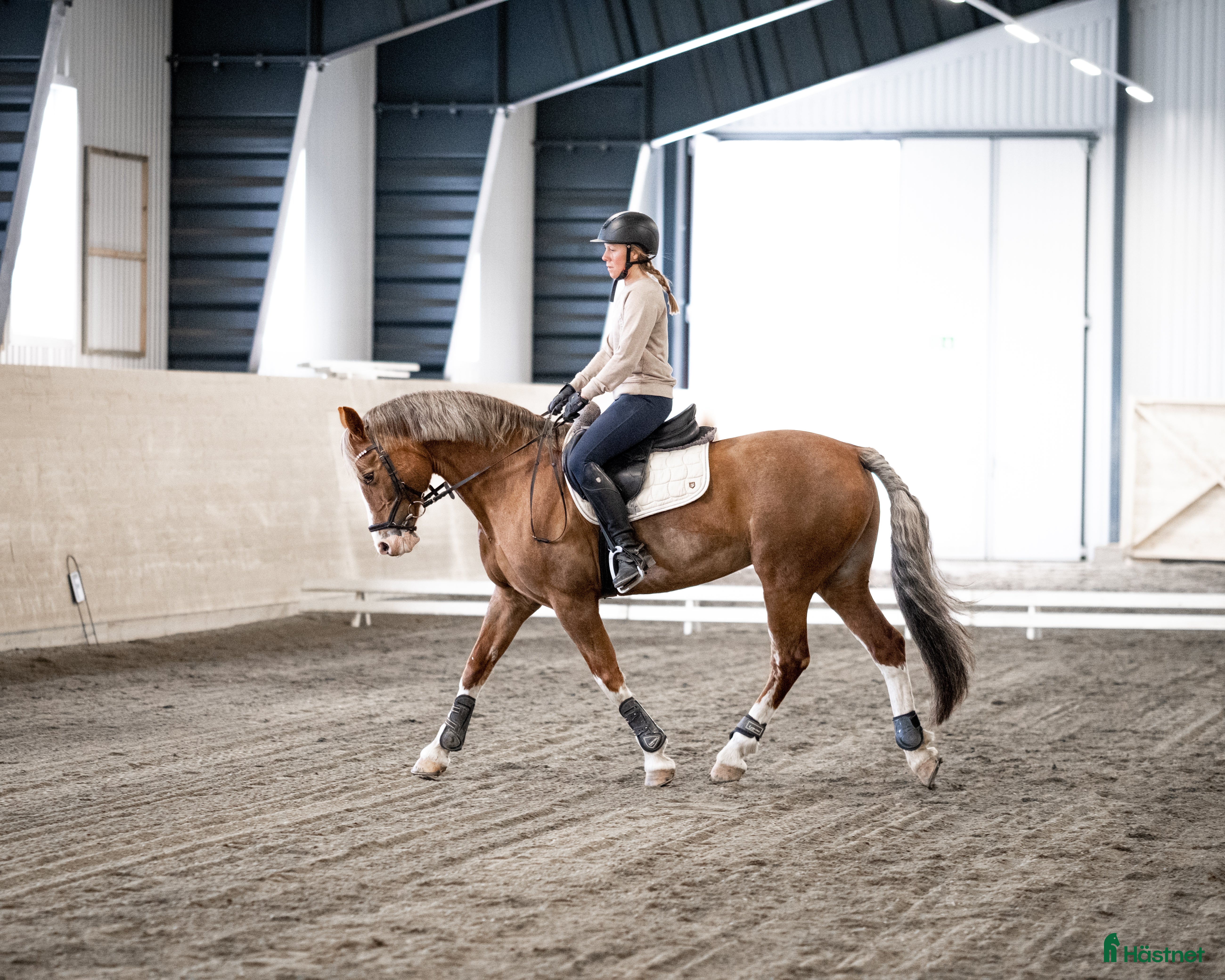  hästar Vackert allround sto.  i Åre - Annons 1