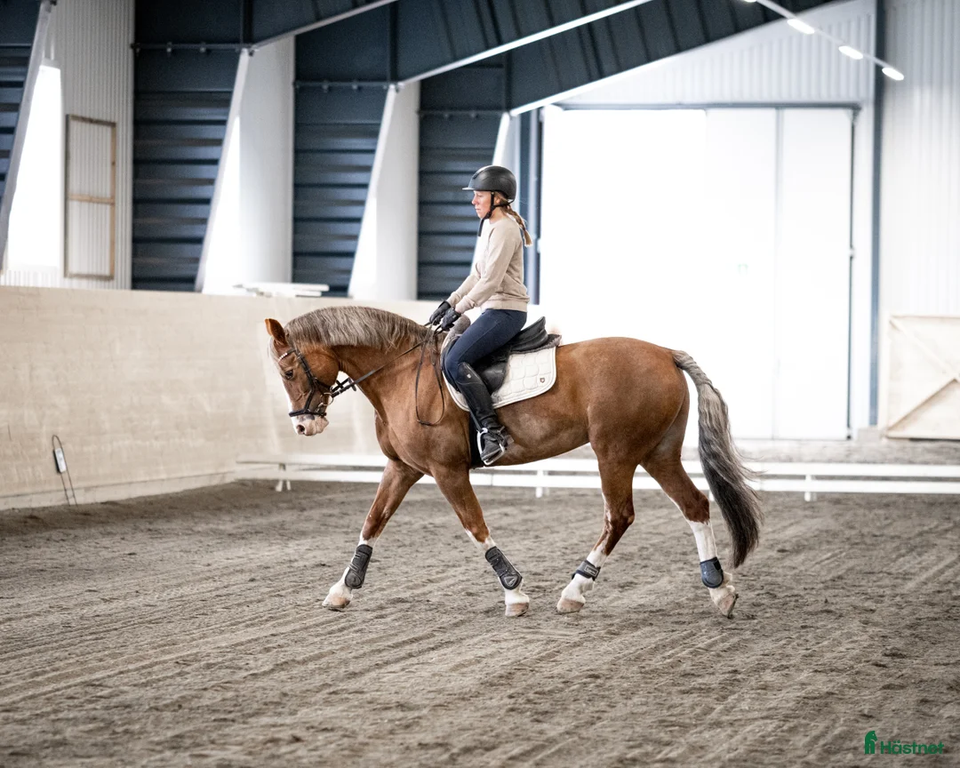 Allround hästar till salu: Vackert allround sto.  i Åre - Annons 1