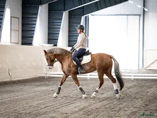 hästar Vackert allround sto. i Åre - Annons 1