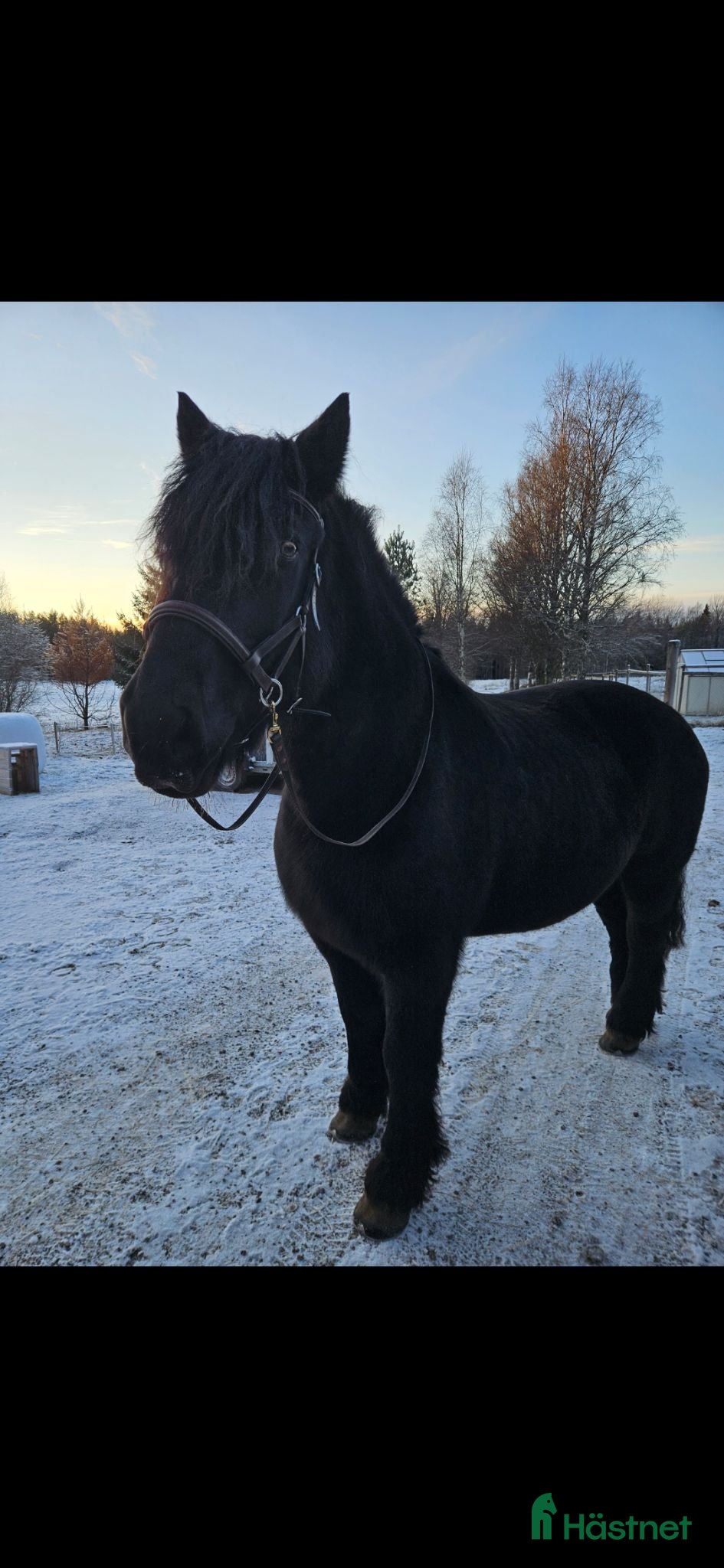  hästar Bästa vän sökes ❤️ - Annons 10
