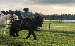 Allround hästar till salu: Islands valack  i Äppelbo - Annons 5